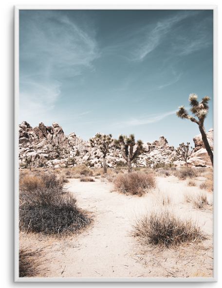 Joshua Tree - Picture Frame (600x600), Png Download
