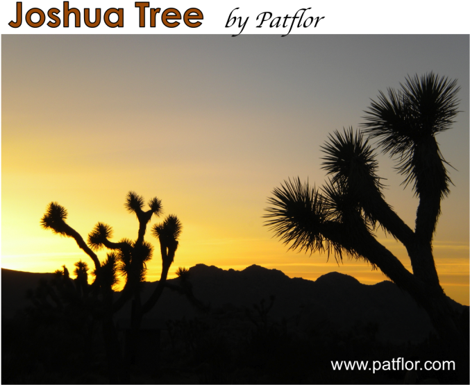 Joshua Tree National Park - Silhouette (676x571), Png Download
