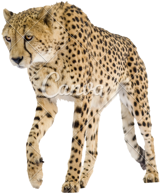 Cheetah (746x800), Png Download