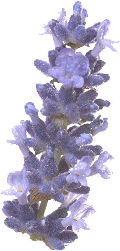 Freetoedit Png Flower With A Transparent Background - English Lavender (537x894), Png Download