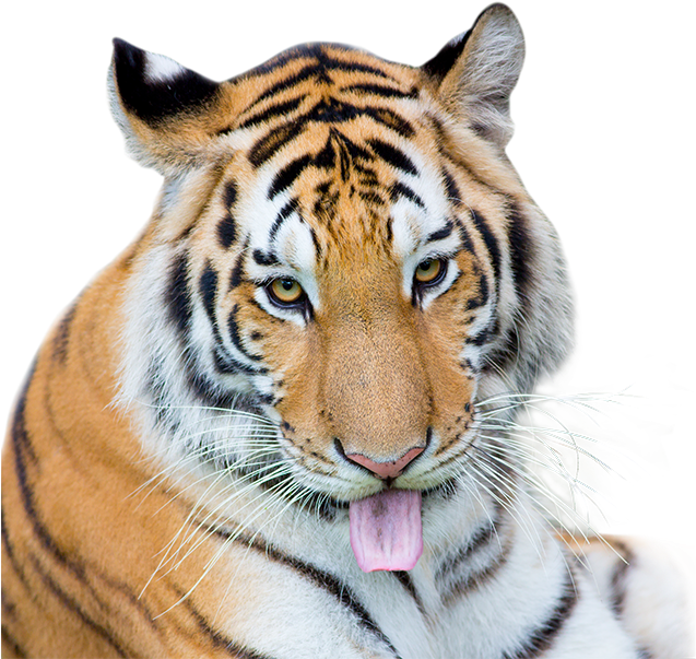 Tiger - Siberian Tiger (700x635), Png Download