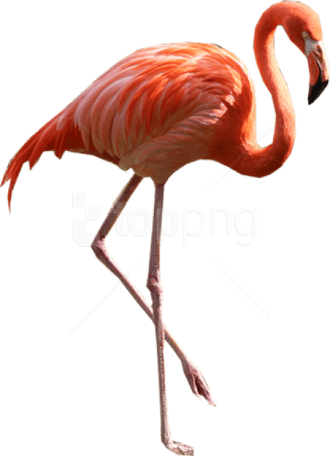 Free Png Download Flamingo Png Images Background Png - Real Flamingo Png (480x663), Png Download