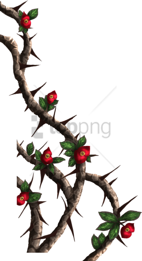 Free Png Download Rose Thorns Png Images Background - Thorn Vine (480x880), Png Download