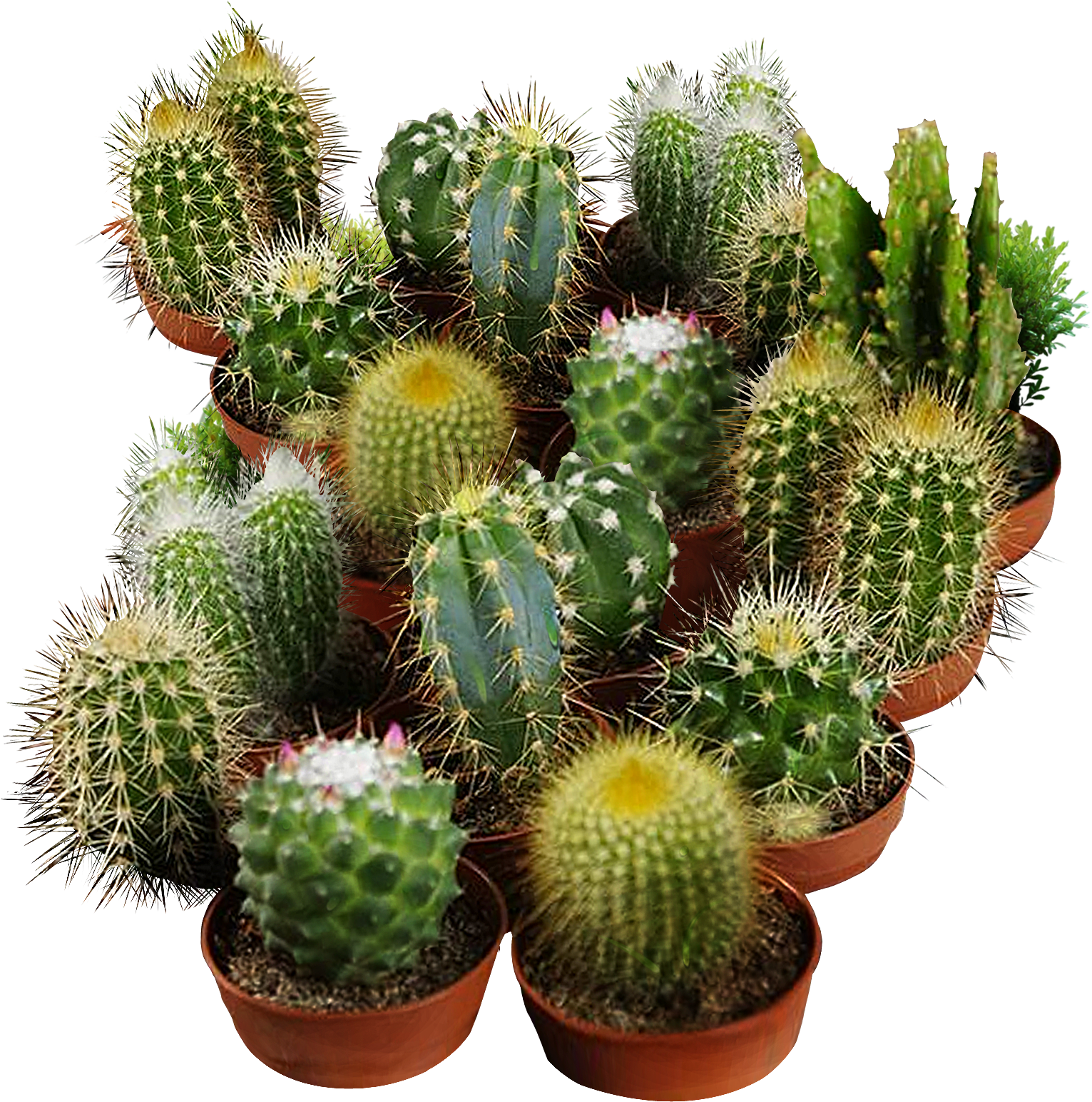 Cactus Seeds For Planting - San Pedro Cactus (1531x1544), Png Download