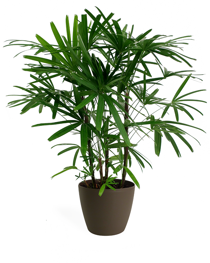 Rhapis Palm - Rhapis (700x878), Png Download