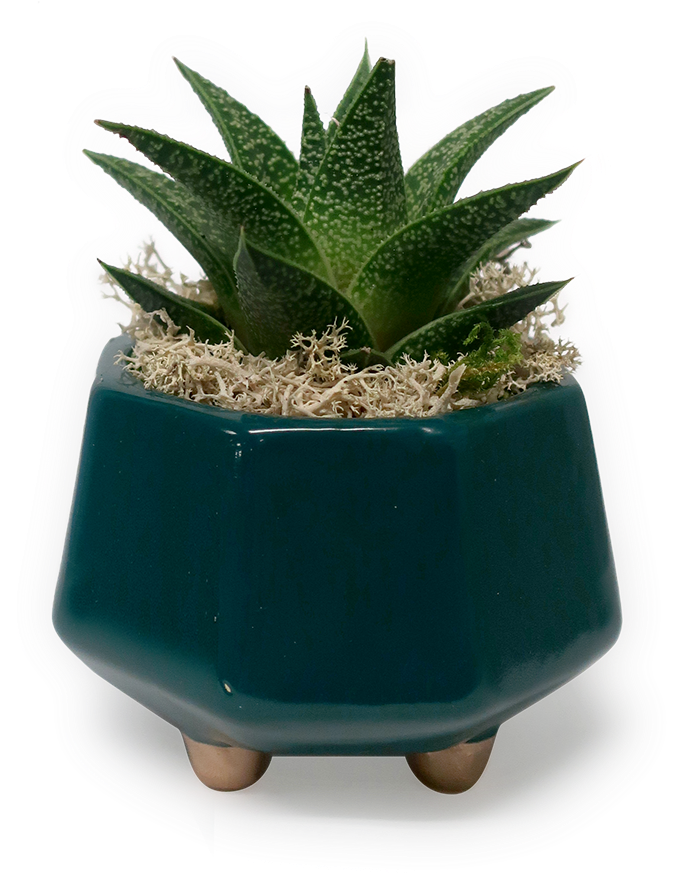 Gold Footed Haworthia Planter - Flowerpot (700x970), Png Download