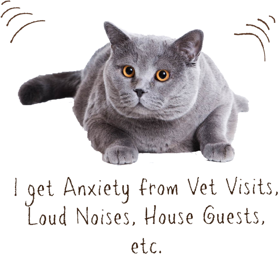 Cat Zen - Cat (1000x928), Png Download