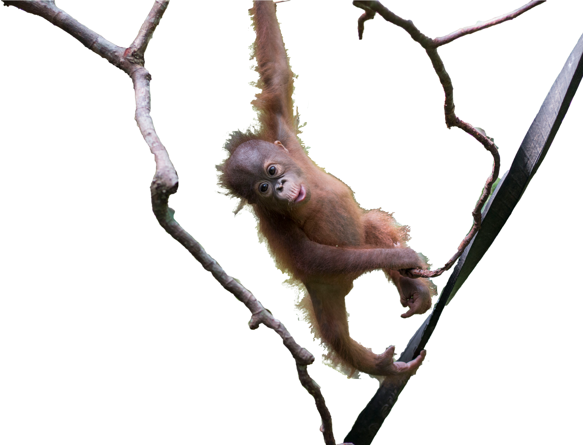 Orangutan (2020x1459), Png Download