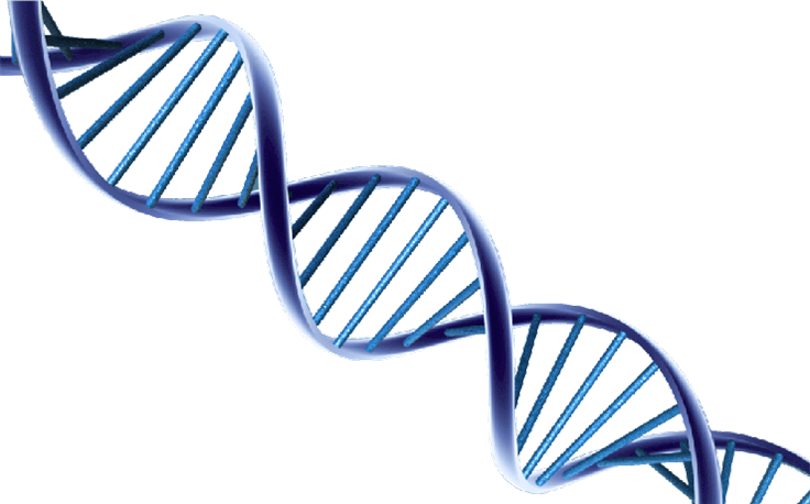 Dna Png (736x458), Png Download