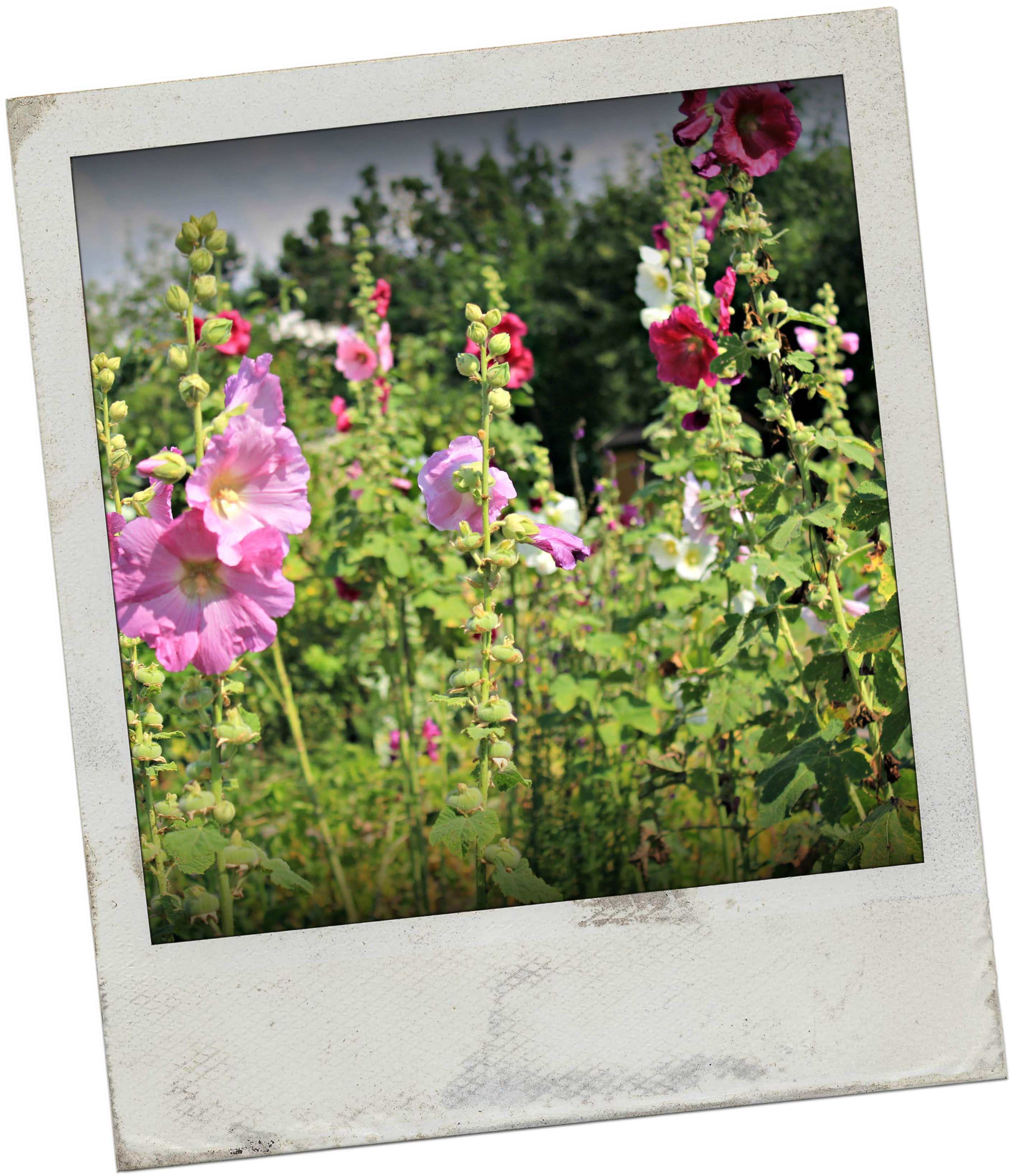 It's A Beautiful Wednesday Morning, The Sun Is Shining, - Floribunda (2829x3288), Png Download