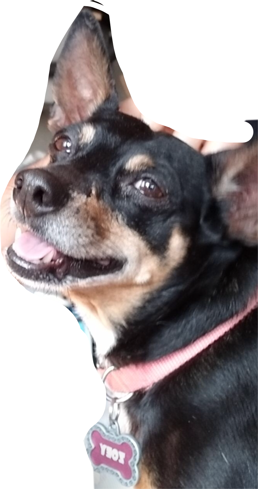 Recent - Teddy Roosevelt Terrier (830x1572), Png Download