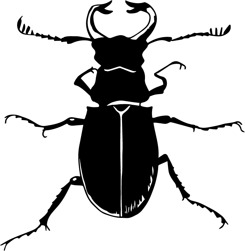 Vinilo Pared Ilustración Cucaracha - رسم خنفساء (801x819), Png Download