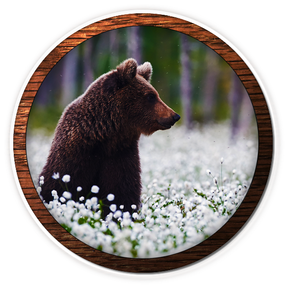Fox Valley Web Design, Fvwd, Brand Identity, Brand - Grizzly Bear (600x600), Png Download
