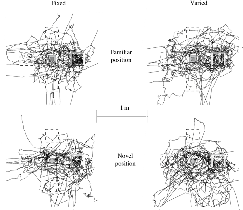 Paths During Tests With Familiar And Novel Landmark - Technical Drawing (850x736), Png Download