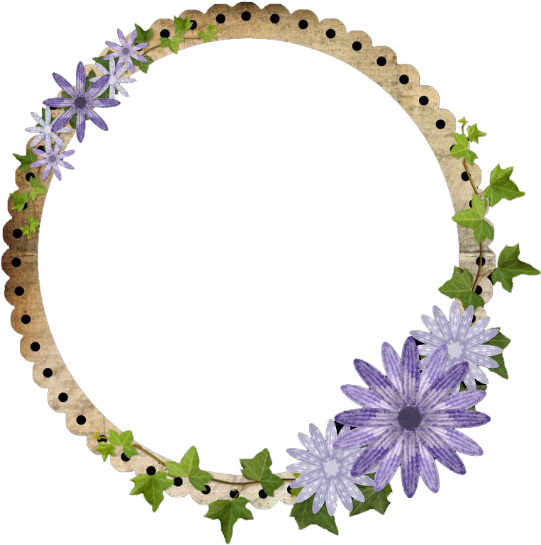 African Daisy (787x800), Png Download