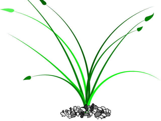 Drawn Weed Grass Patch (640x480), Png Download