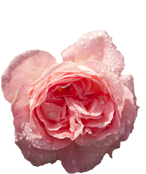 Transparent Roses - Hybrid Tea Rose (500x750), Png Download