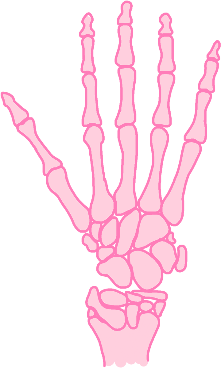 Skeleton Bones Elcorazonmuerto - Drawing (1280x1280), Png Download
