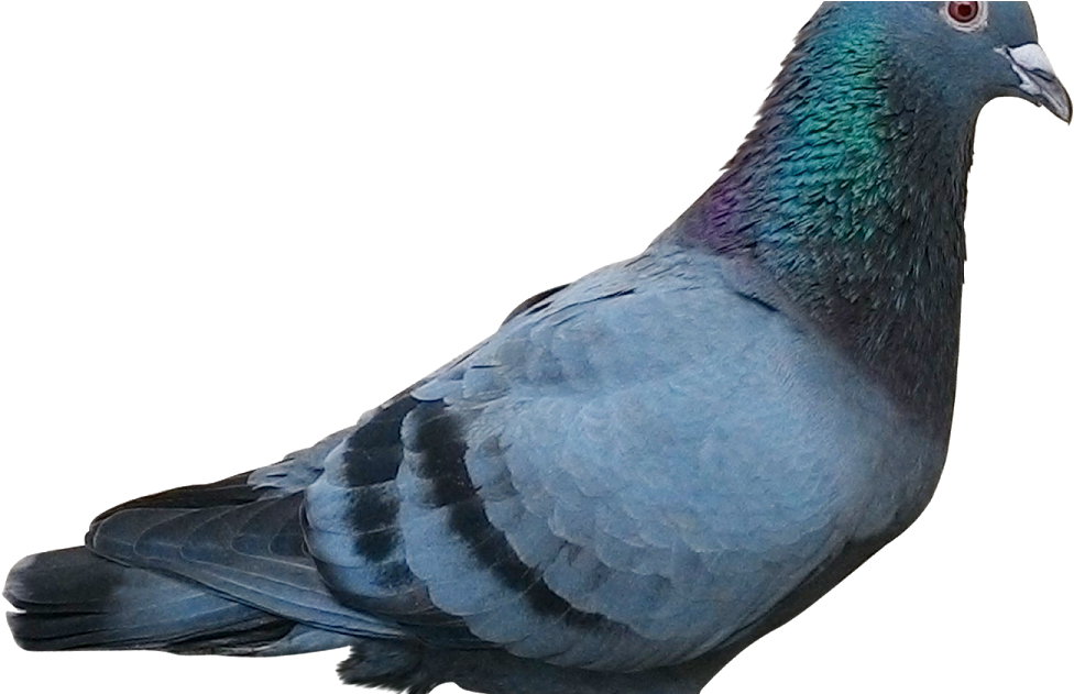 Racing Homer Homing Pigeon Columbidae Bird Pigeon Post, - Binatangnya Suci (1200x630), Png Download