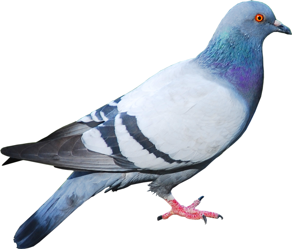 Disney Princess Images Pigeon 2 Hd Wallpaper And Background - Animales Con Alas Que Vuelan (1000x1000), Png Download