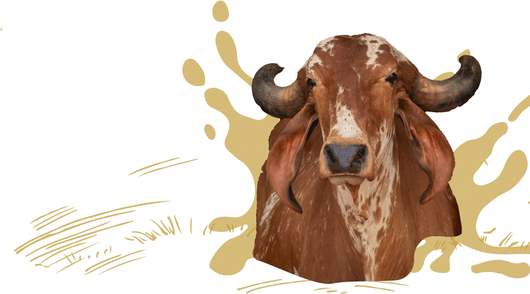 We Are On A Mission To Revive The Goodness Of - Bull (1133x626), Png Download