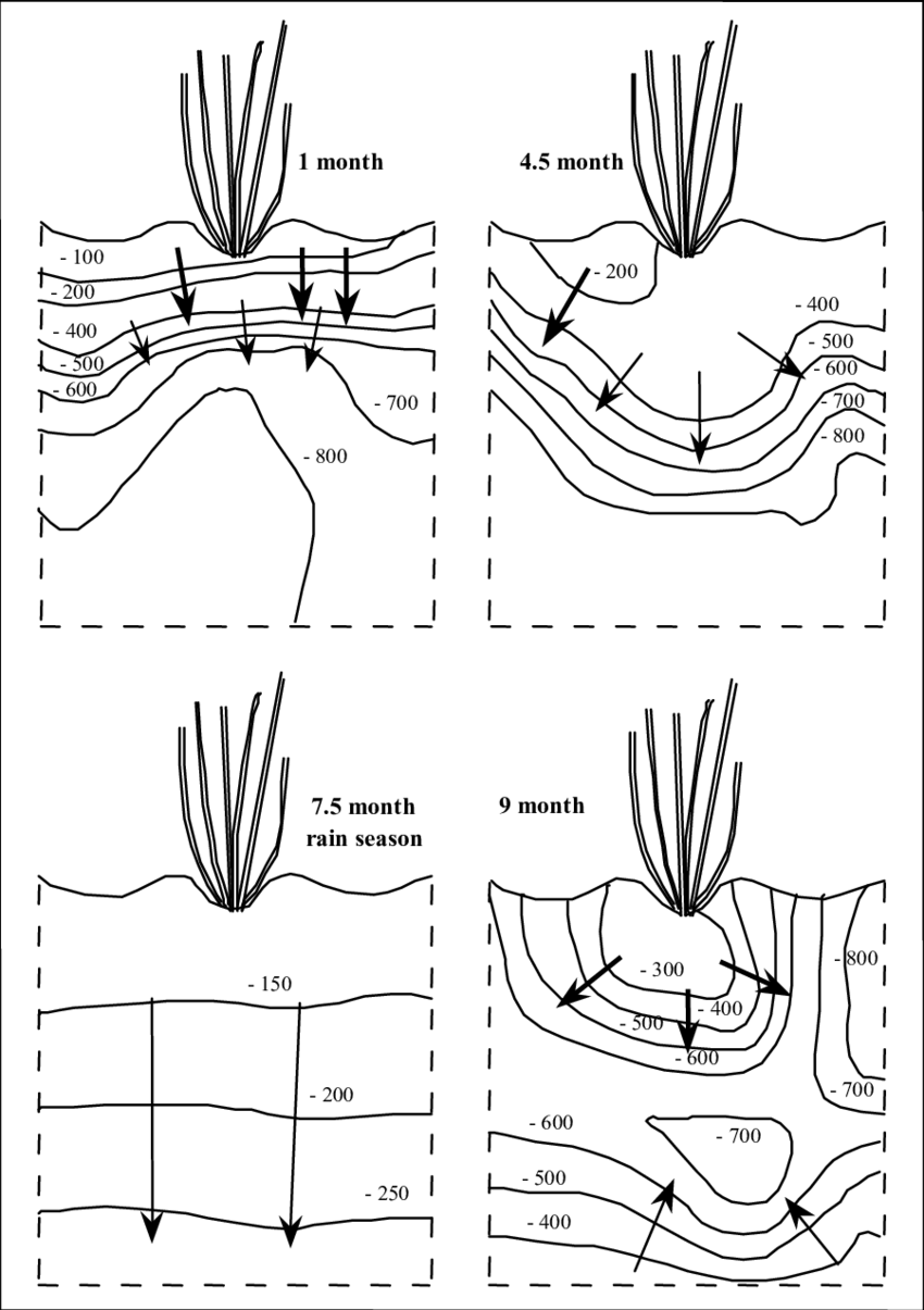 Sugarcane Drawing Transparent - Line Art (850x1205), Png Download