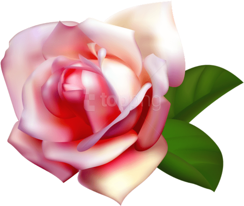 Free Png Download Beautiful Rose Png Images Background - Clipart Garden Rose (850x716), Png Download