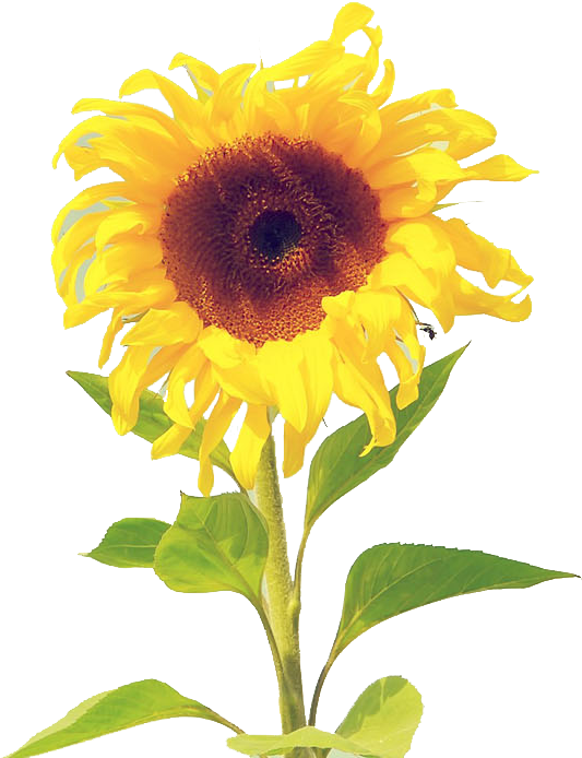 黄色菊花 - Sunflower Wallpaper Watercolor Iphone (634x768), Png Download