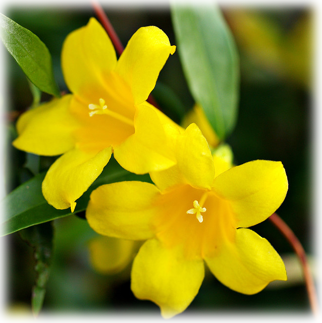 Yellow Jessamine - Gelsemium Sempervirens - Yellow Jasmine (638x640), Png Download