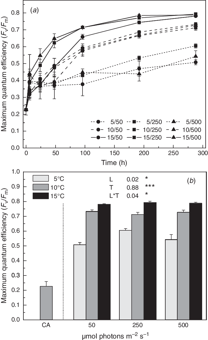 The Effect Of Temperature And Light Intensity On Chlorophyll - Light Intensity And Chlorophyll (711x1160), Png Download