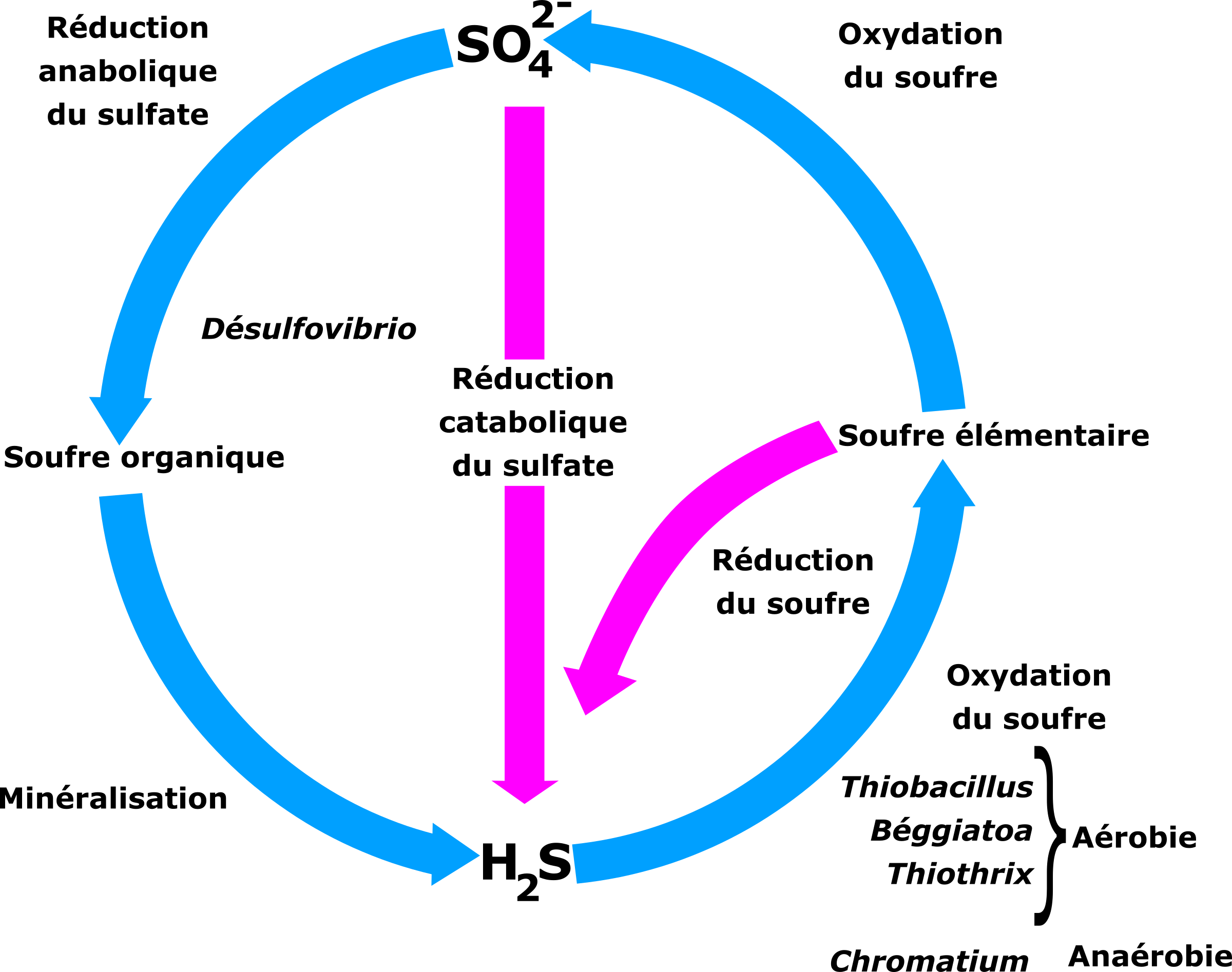 This Free Icons Png Design Of Cycle Du Soufre (2400x1894), Png Download