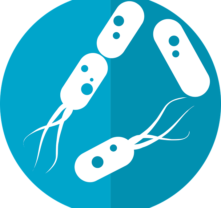 Probiotics, Prebiotics, & Oral Health - Bacterias Png (718x675), Png Download