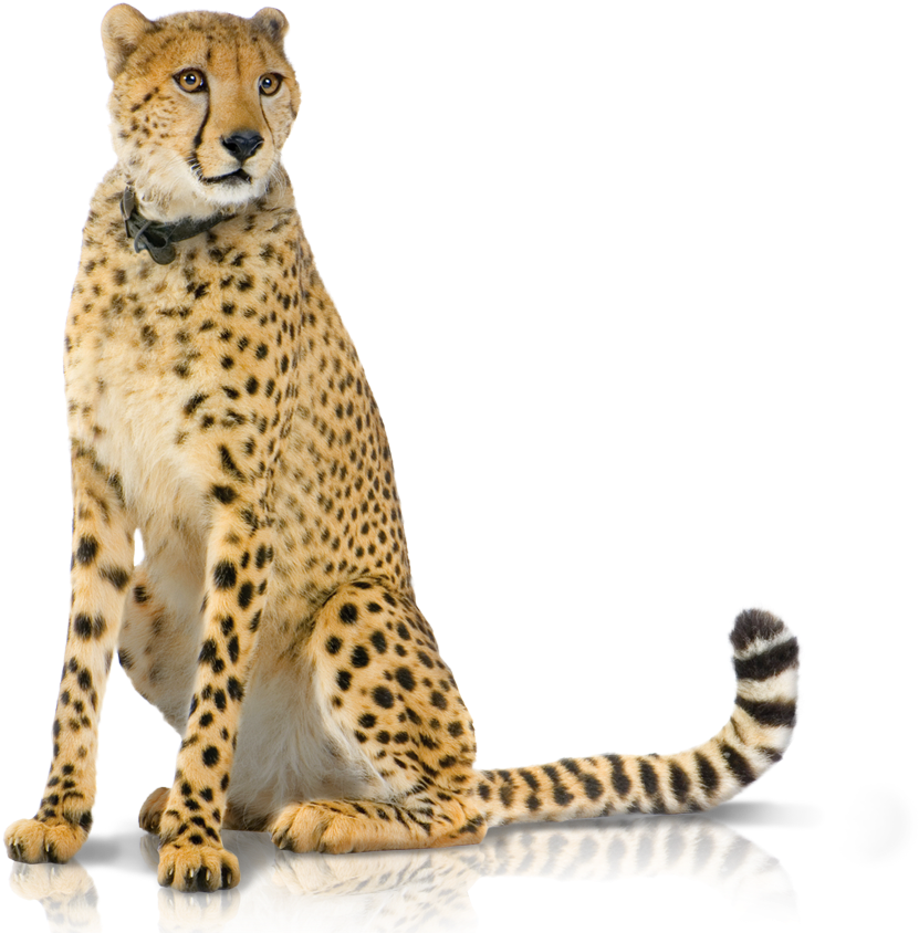 02 Produkte Panel Backup-hd - Cheetah Sitting Up Png (1961x1342), Png Download