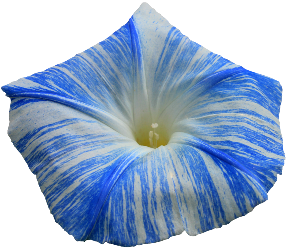 Morning Glory Png - Morning Glory Flower Png (962x830), Png Download