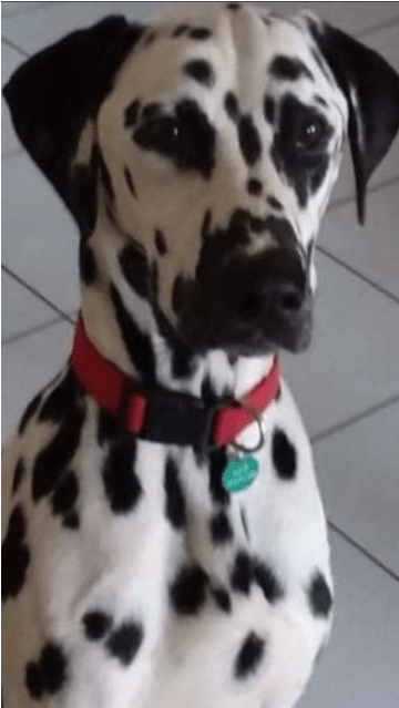Donate To Petrescue - Dalmatian (638x638), Png Download