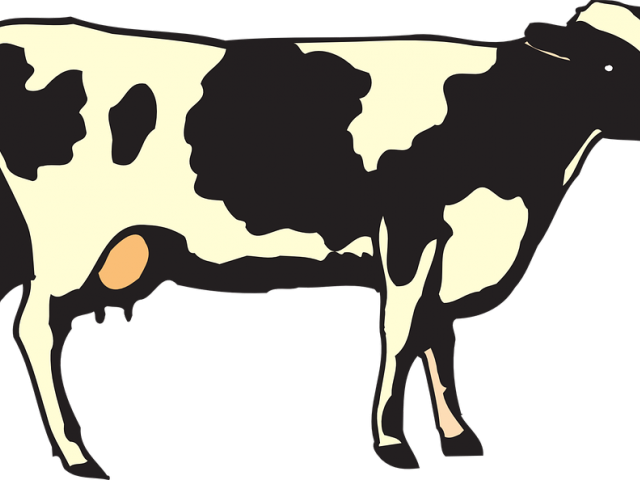 Last Viewed Post - Animal Or Plant Worksheet (640x480), Png Download