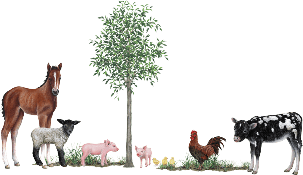 Farm Animals Collection Wall Decals Stickers - 3d Wall Stickers Farm Animals (1024x1024), Png Download
