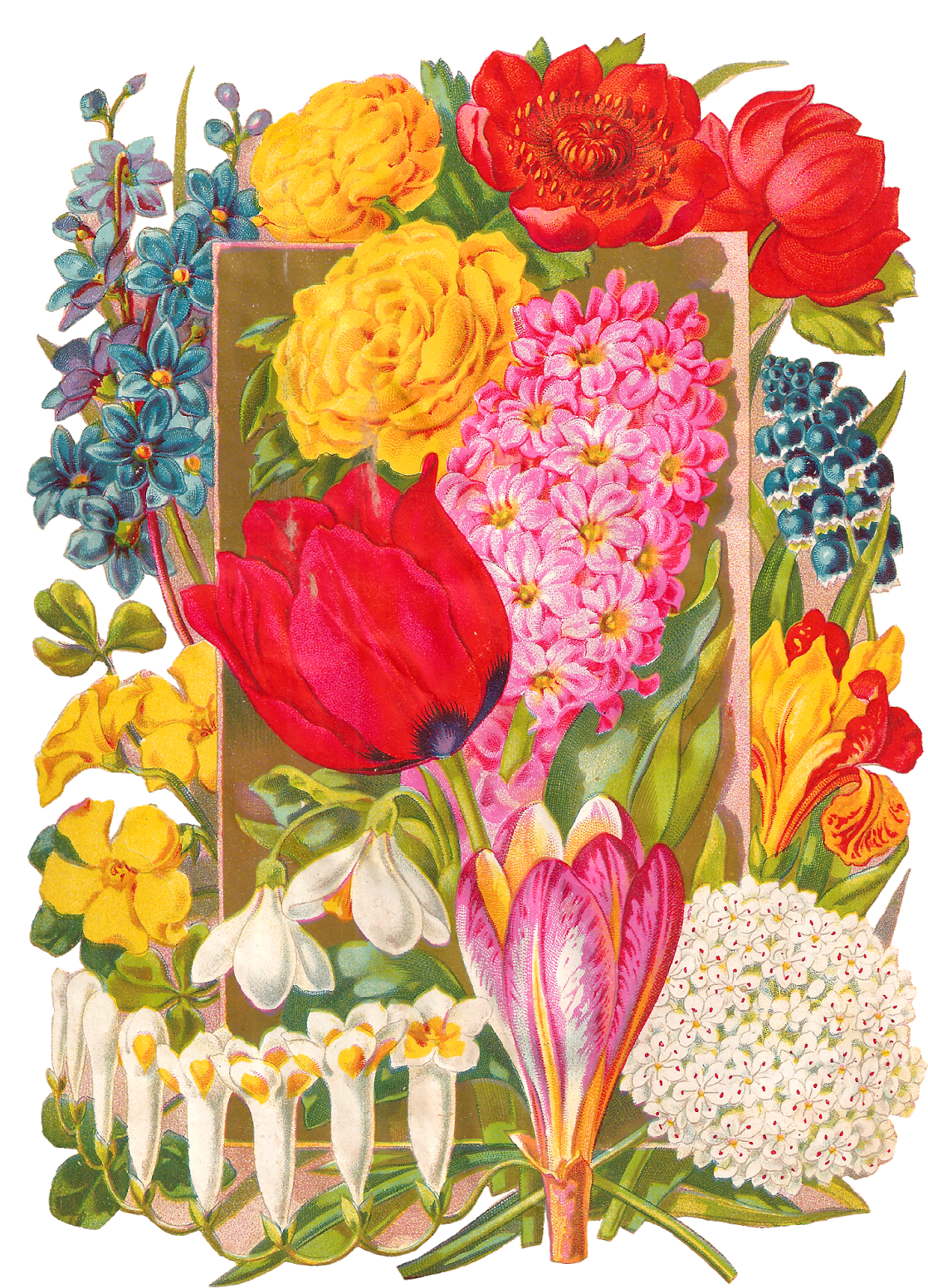 This Antique Botanical Artwork Illustration Is Of Many, - Bouquet (1147x1600), Png Download