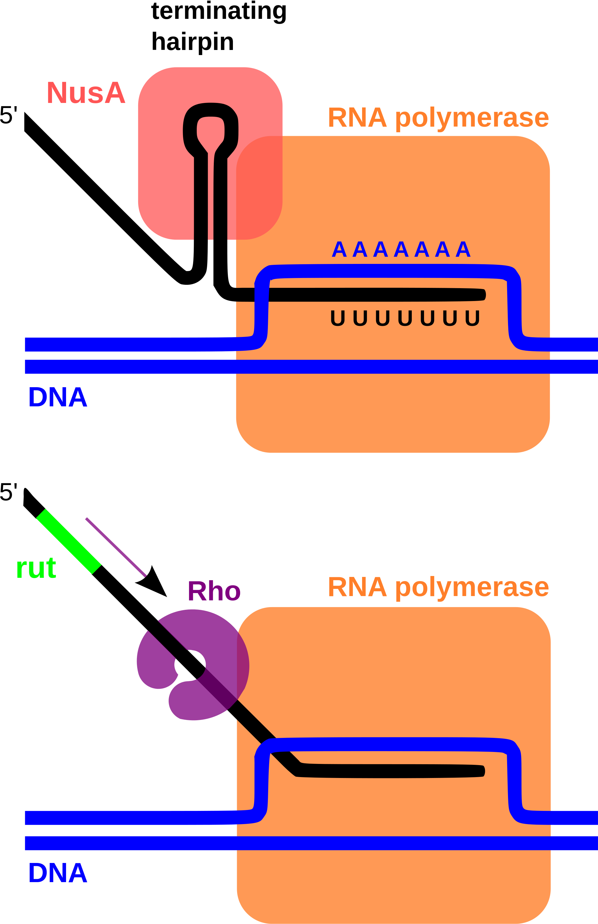 Open - Transcription Termination (2000x3088), Png Download