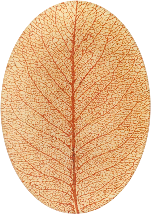 Circle (800x800), Png Download