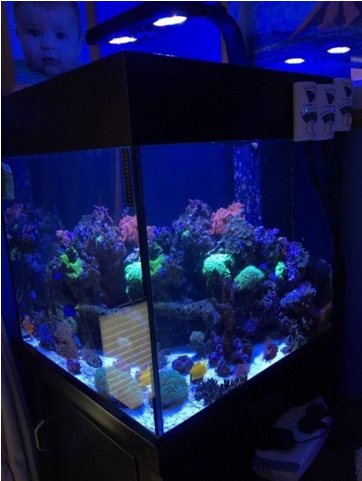 Black Aqua One 275 Marine Tropical Fish Tank Aquarium - Aquarium Lighting (640x480), Png Download