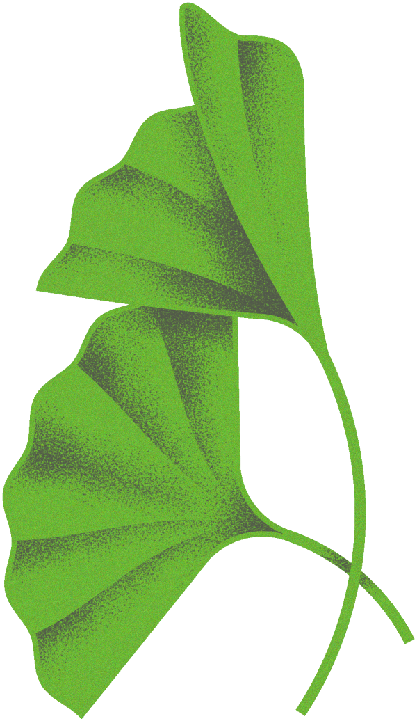 Plant Study - Index - - Maidenhair Tree (600x1036), Png Download