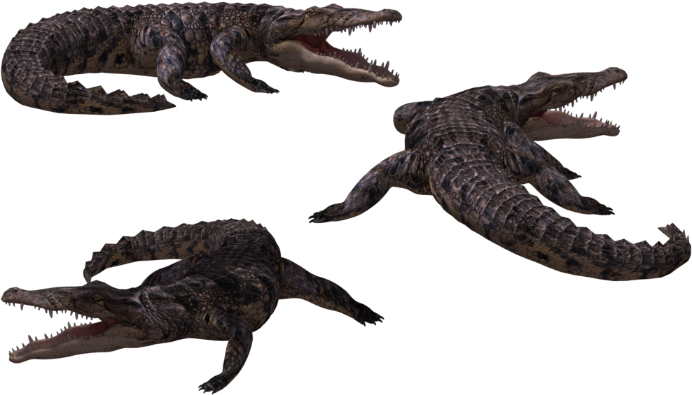 Image - Crocodile 3d Png (1024x645), Png Download