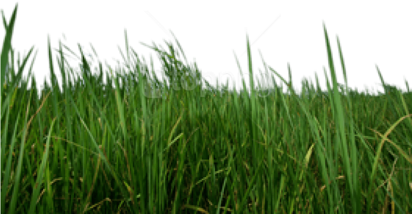 Free Png Download Grass Png Images Background Png Images - Portable Network Graphics (850x532), Png Download
