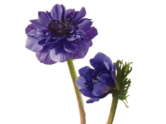 Drawn Lavender Field Flower - Flowers That Mean Fearless (640x480), Png Download
