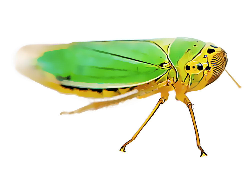 Leafhoppers Comprise A Varied Group Of Pests That Damage - Leafhopper (1000x1000), Png Download
