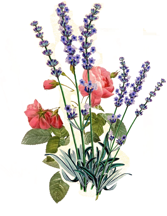 Rose And Lavendar - Vintage Lavender Seed Packets (554x737), Png Download