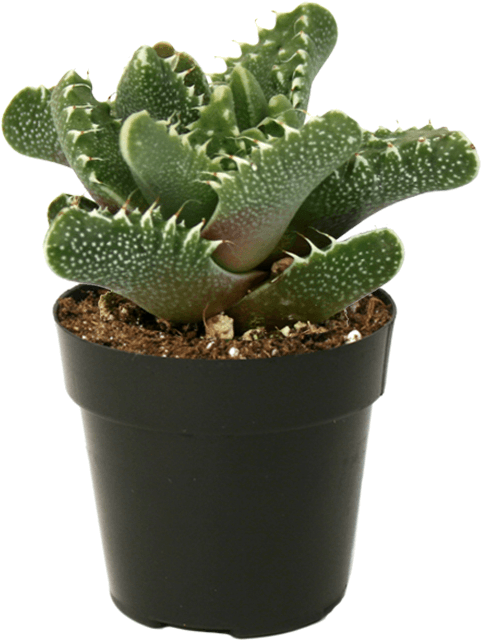 Faucaria Tiger Jaws Tigers - Tiger Jaws Plant (722x722), Png Download