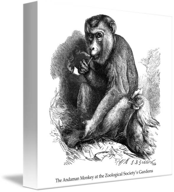 Chimpanzee Drawing First - Common Chimpanzee (589x650), Png Download