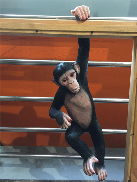 Monkeyswing - Common Chimpanzee (600x600), Png Download